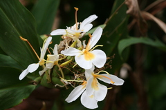 Hedychium flavescens